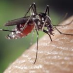 Cara Menghilangkan Nyamuk Di Rumah Yang Banyak